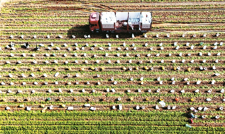 1765323603311527.jpg 225.jpg