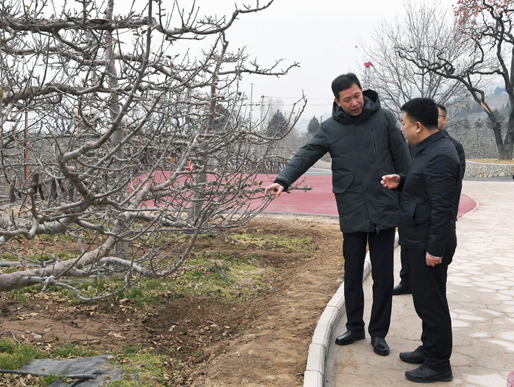 1765450462218923.jpg 书记调研看果.jpg